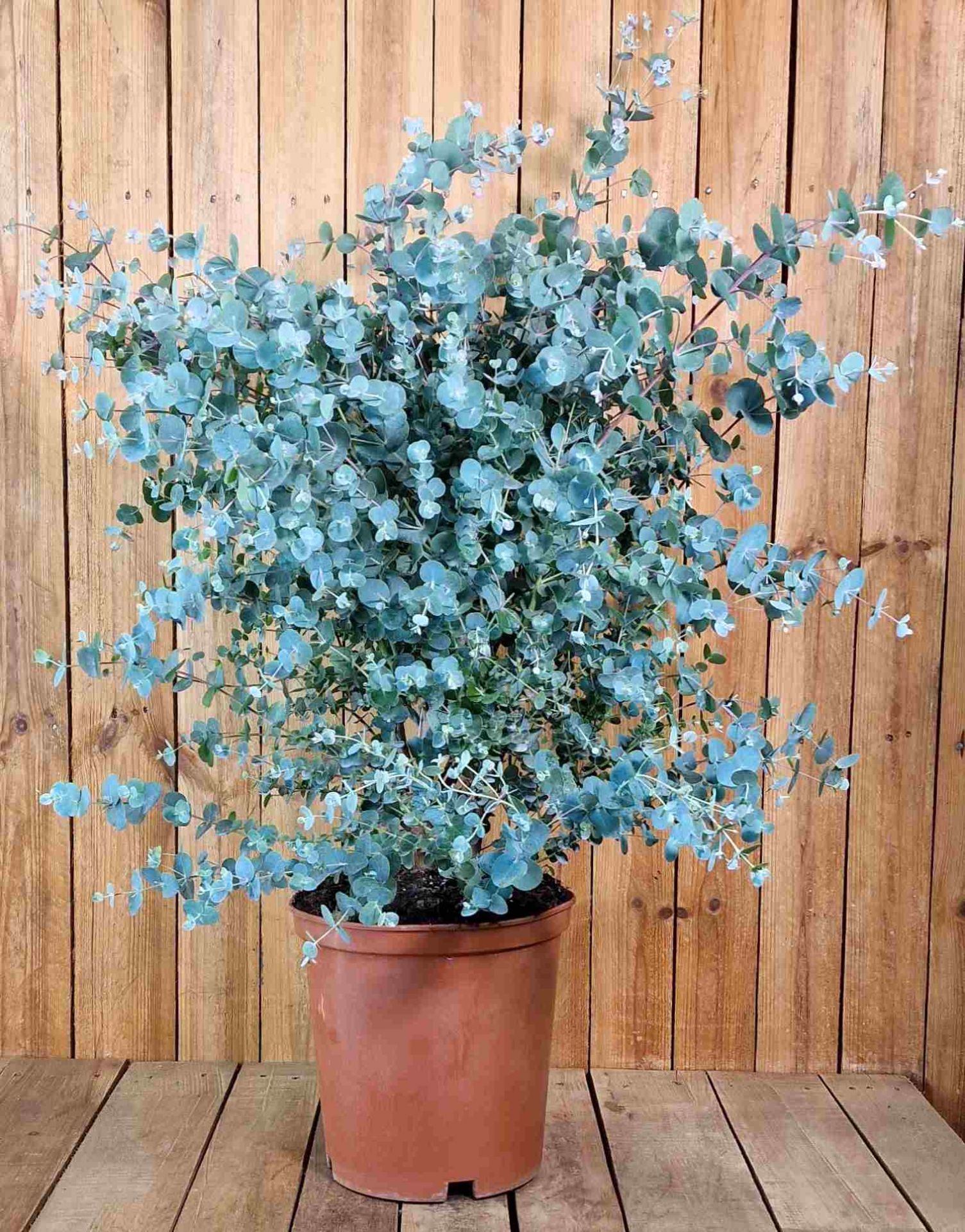 Eukalyptus "Grande" ø 24 online kaufen